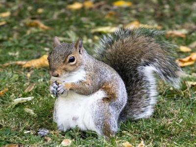 What Are the Benefits of Eating Squirrel Meat