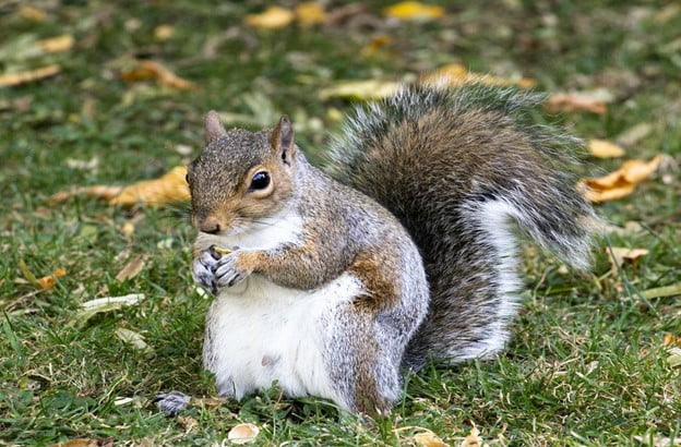 What Are the Benefits of Eating Squirrel Meat? - Organize With Sandy