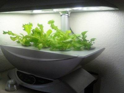 What is an Aerogarden and Why You Should Invest in One
