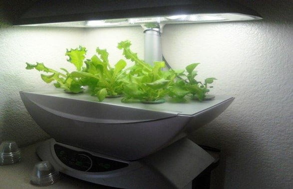 What is an Aerogarden and Why You Should Invest in One