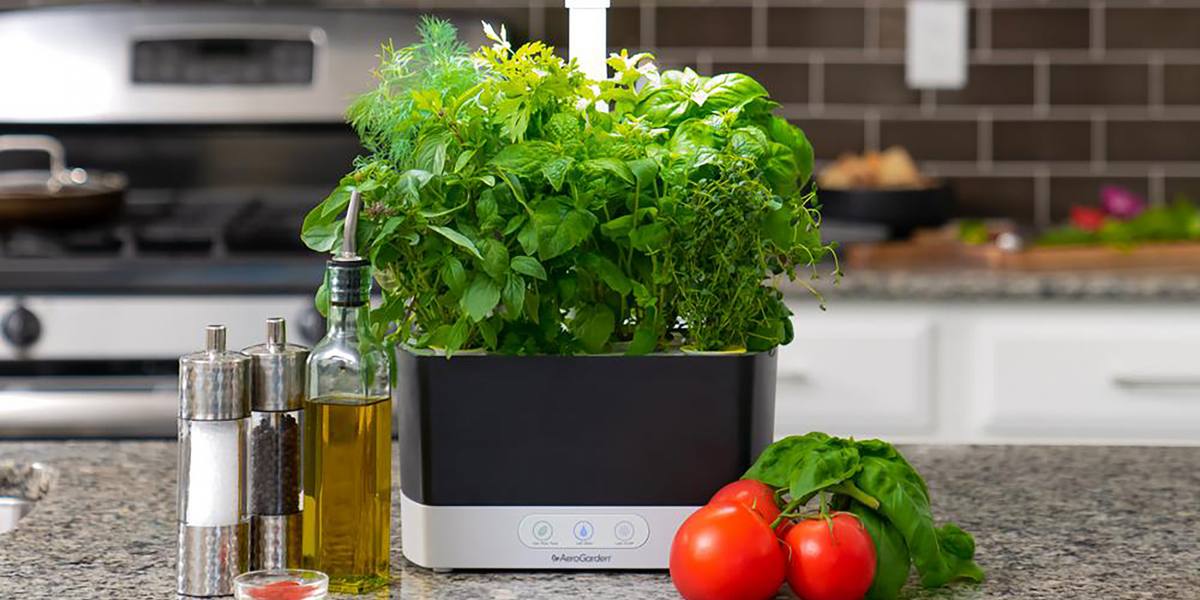 What You Can Grow in an Aerogarden Organize With Sandy