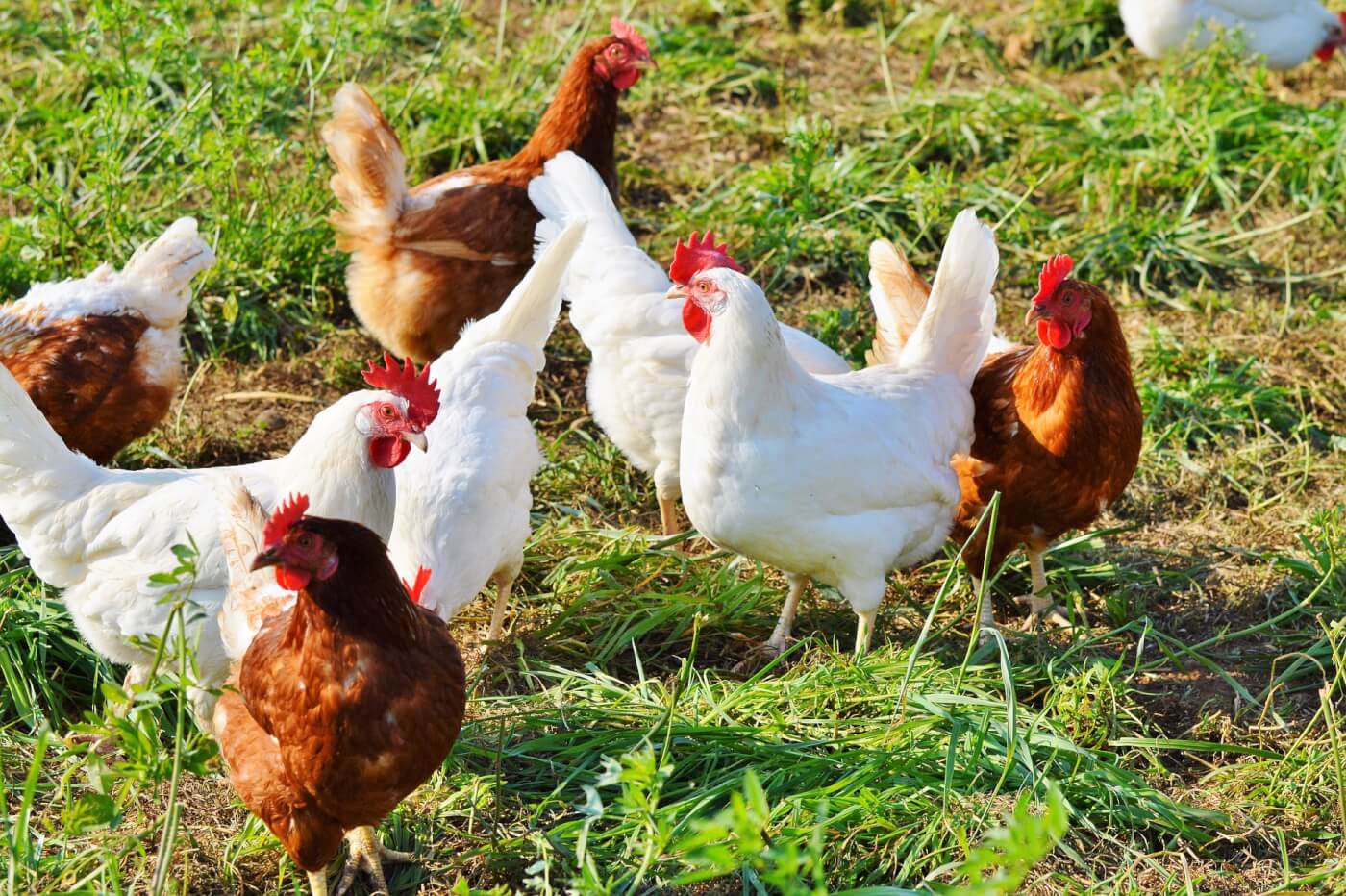 The Best Strategies for Getting Your Chickens to Return at Night