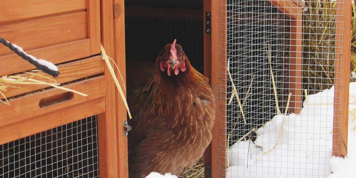 15 Ways to Heat a Chicken Coop Without Electricity Organize With Sandy