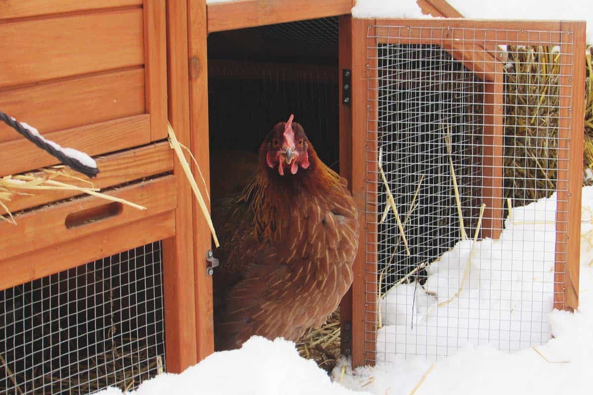 15 Ways to Heat a Chicken Coop Without Electricity Organize With Sandy