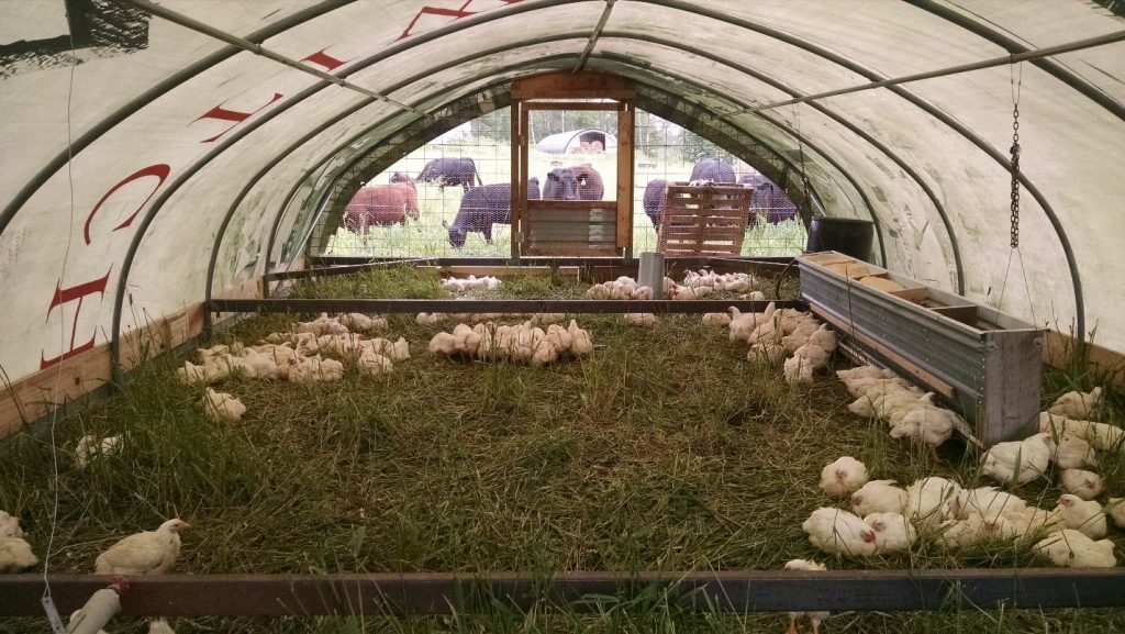 A typical hoop house for chicken