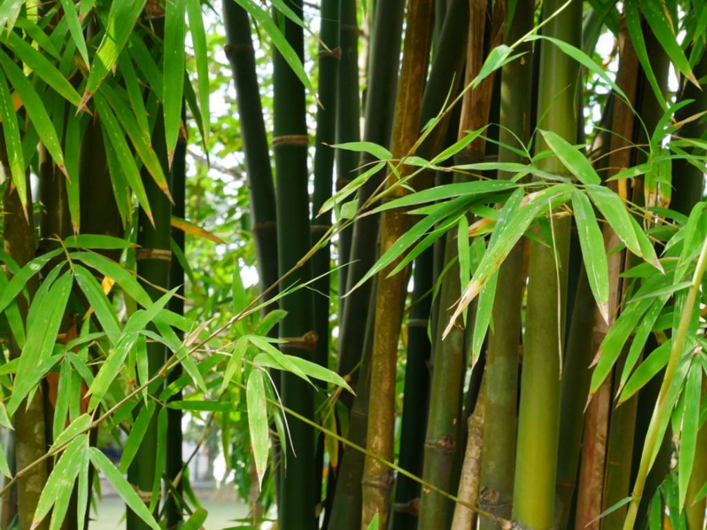 Bamboo