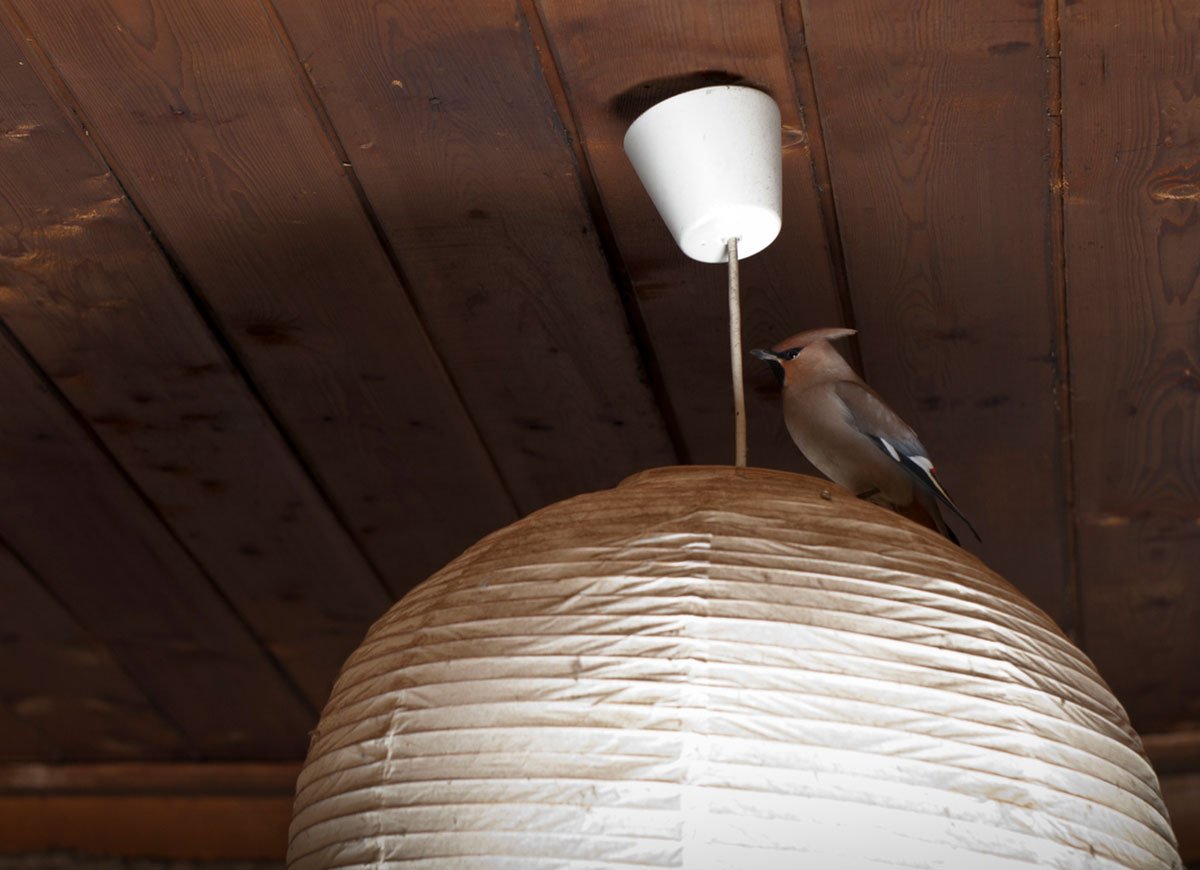 How To Safely Catch a Bird in The House Organize With Sandy