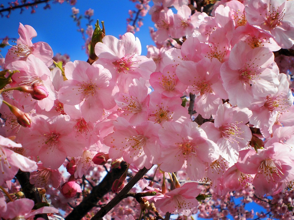 Cherry blossoms (“Sakura” in Japanese)