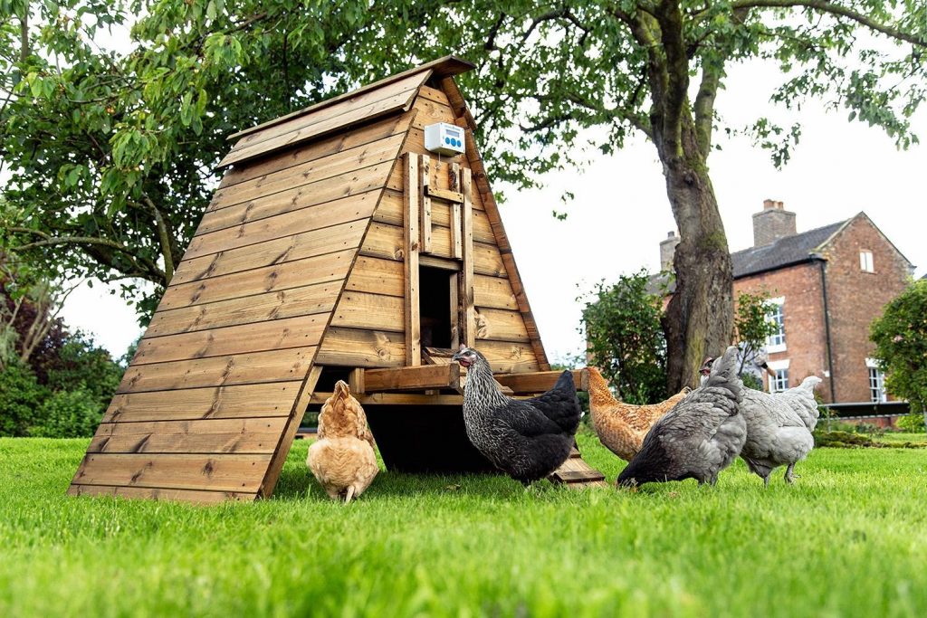 Cleaning Chicken Coop