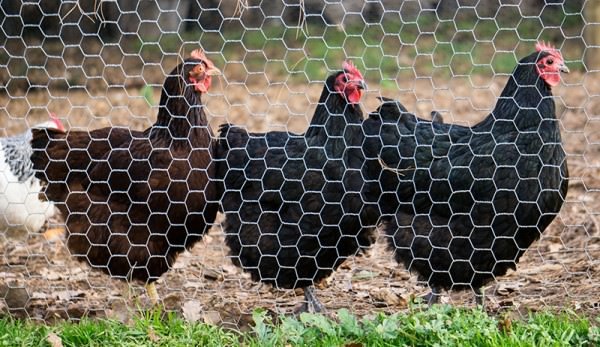 Fencing of Chicken Coop