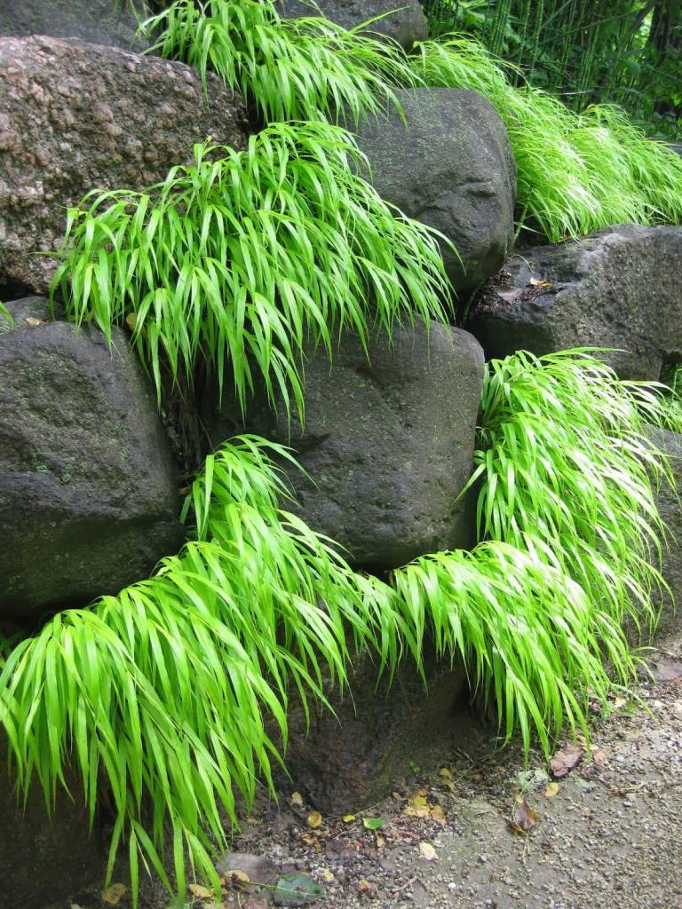 Hakone grass