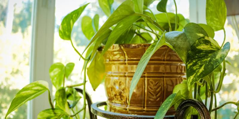 Houseplant Protection Guide