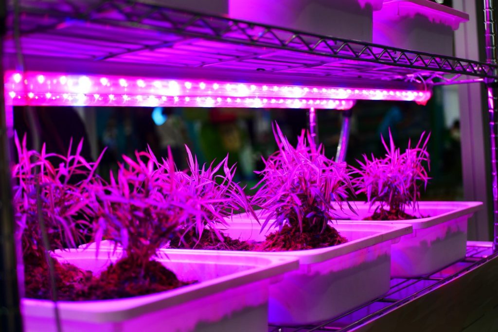 How Far Should Seedlings Be from a Grow Light