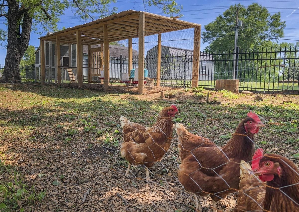 How Far from Your House Should You Put a Chicken Coop? - Organize With ...