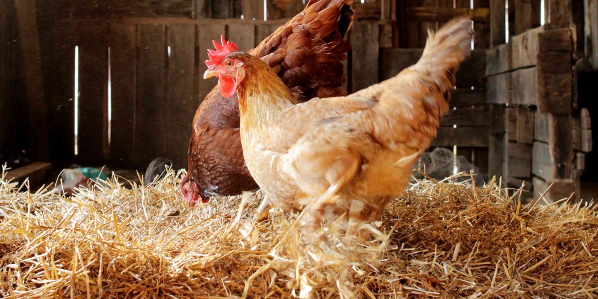 How To Keep Predators from Digging Under the Chicken Coop? Organize