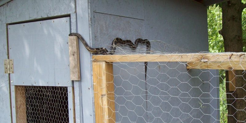 How to Keep Snakes Out of Chicken Coop