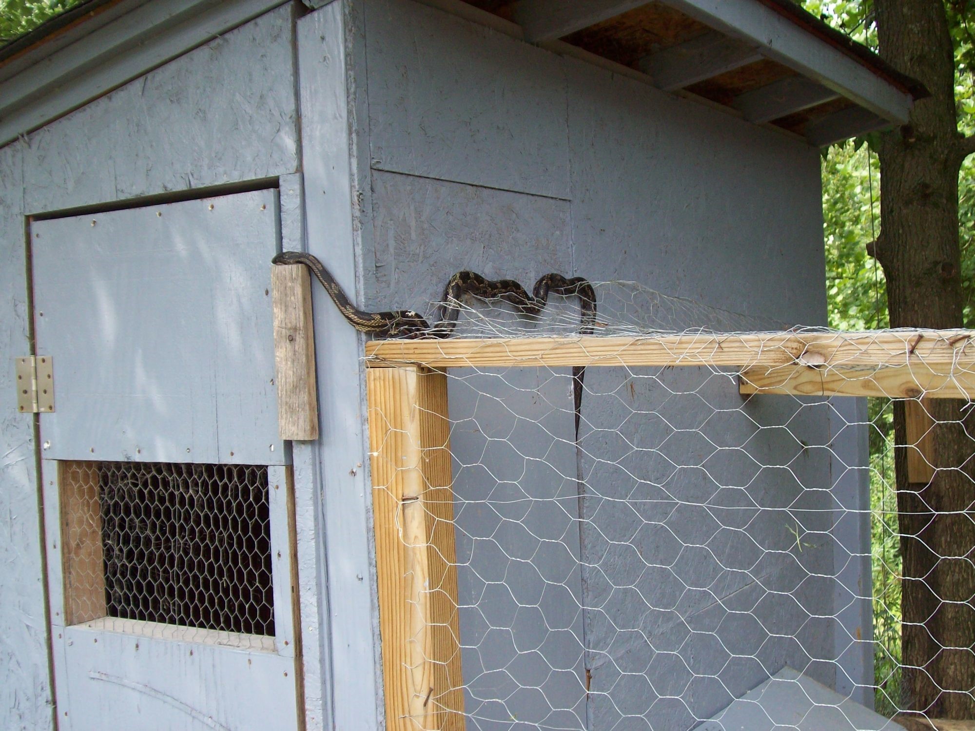 How to Keep Snakes Out of Chicken Coop Organize With Sandy