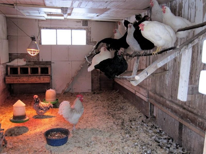 How to Whitewash Your Barn and Chicken Coop Quick Guide Organize