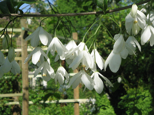 Japanese snowdrop