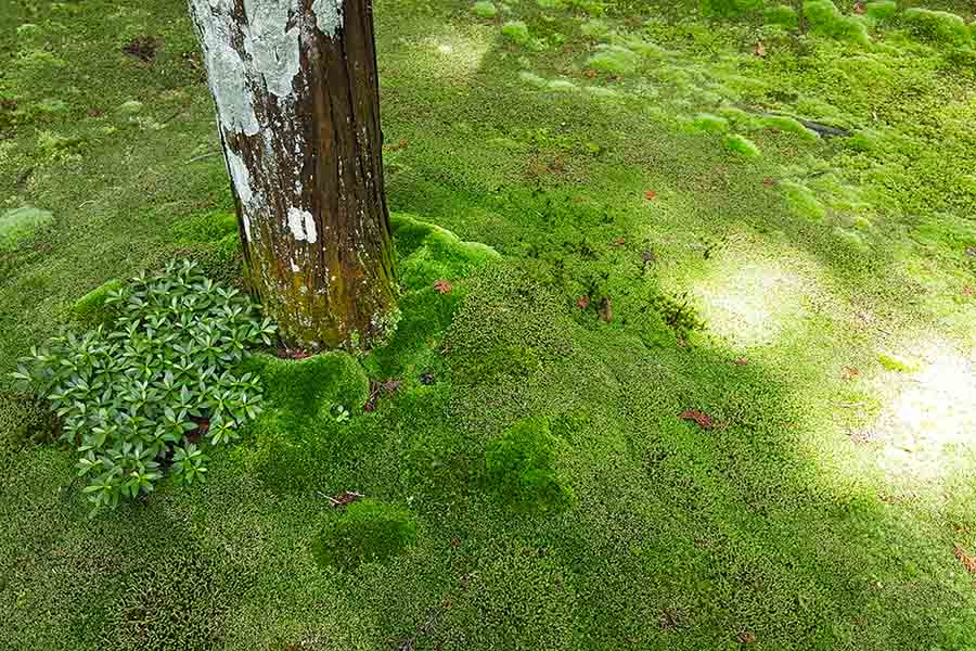 Moss (“koke” in Japanese)