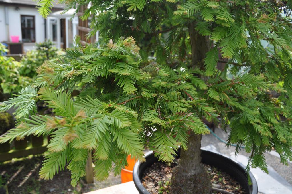 Sequoia Bonsai