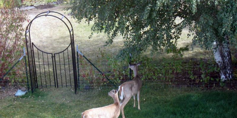 Smart Ways to Garden When You Have Deer