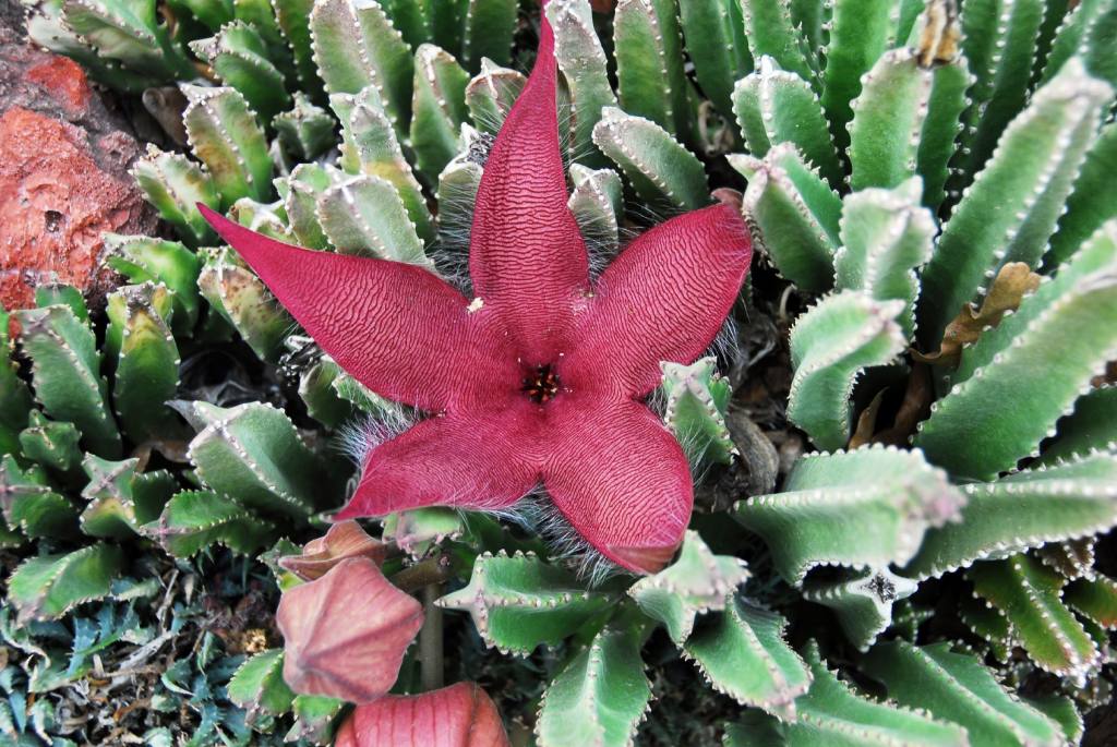 Starfish Plant