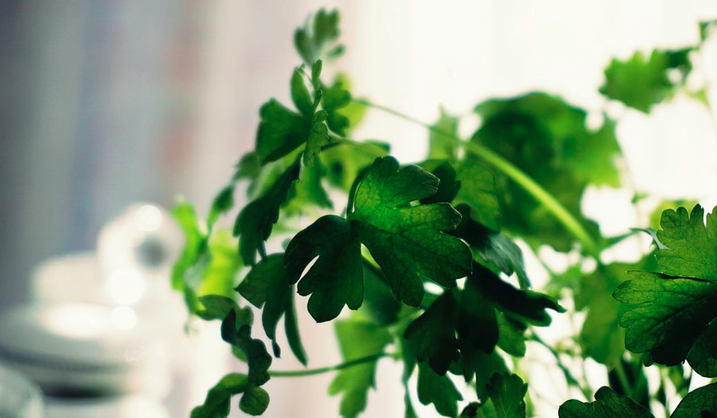 How to Use the Stem and Root of Coriander Organize With Sandy