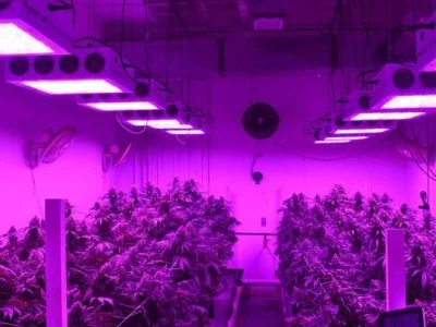 What Color Light Do Plants Grow Best in