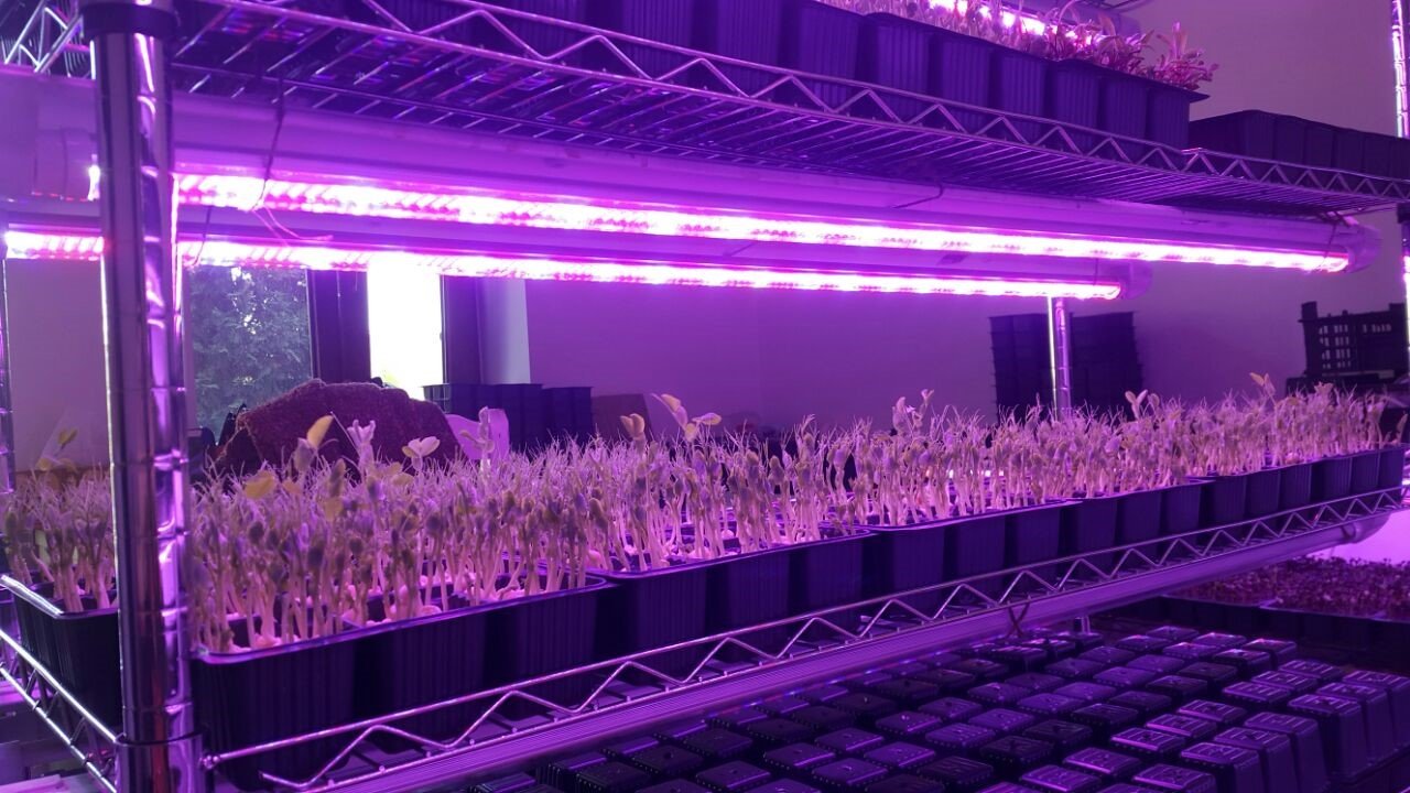 Plant Lighting Are Led Grow Light Dangerous for Plants? Organize