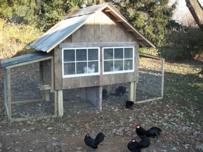 Can You Have Two Chicken Coops at the Same Place