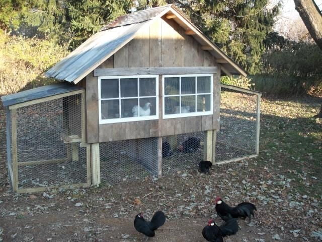 Can You Have Two Chicken Coops At The Same Place Important Things To 