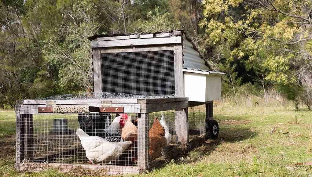 How Many Chickens Can I Keep in My Backyard with Two Chicken Coops at The Same Place