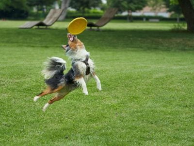 How To Select Competition Discs for Your Frisbee Dog