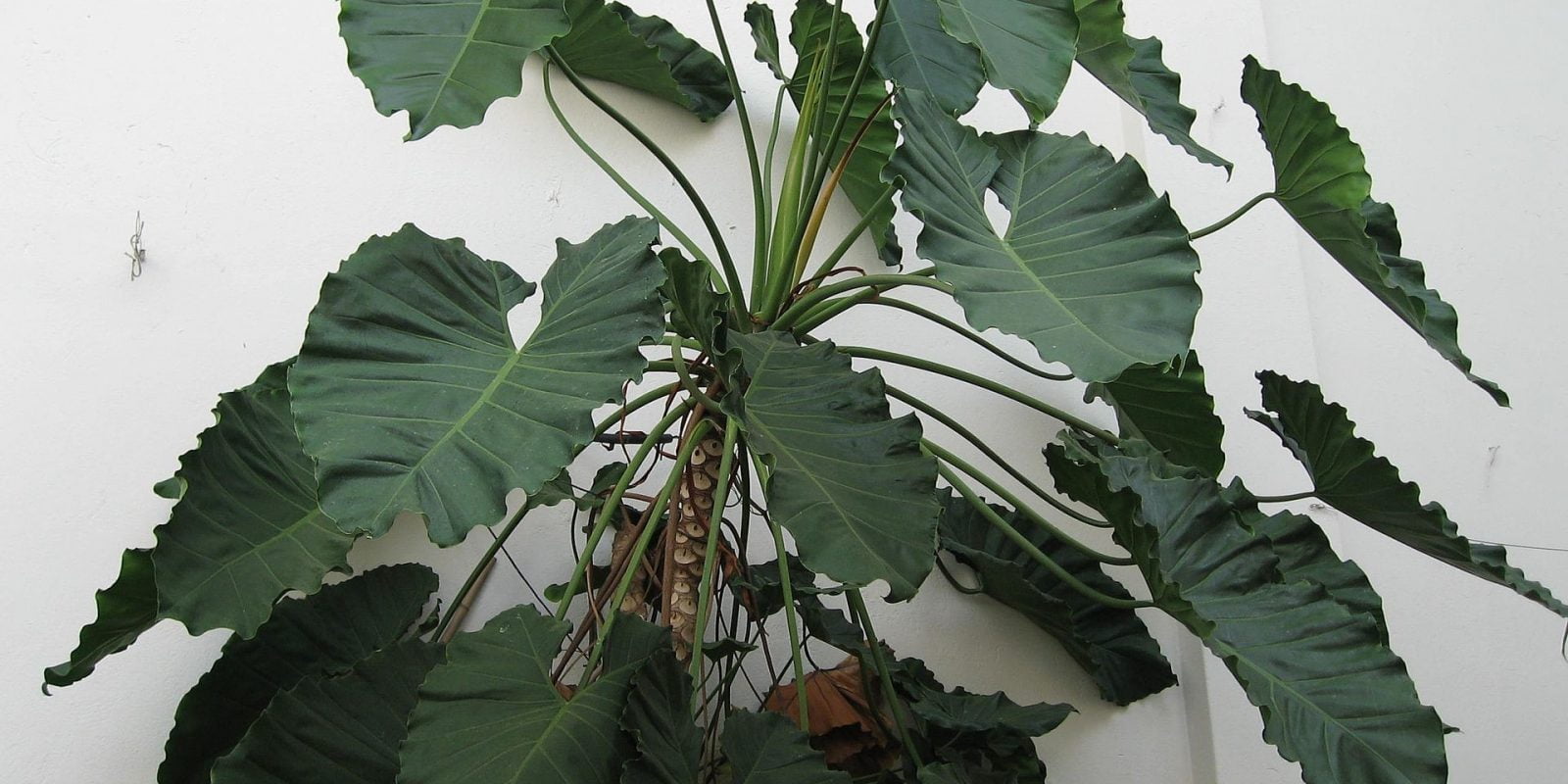 How to Care for a Palmera House Plant Tips and Tricks Organize With