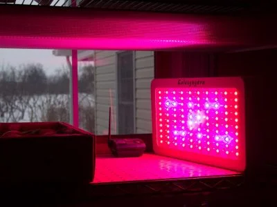 Led Grow Lights Are They Effective for Hydroponics