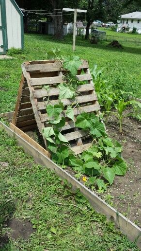 Old Pallet Trellis