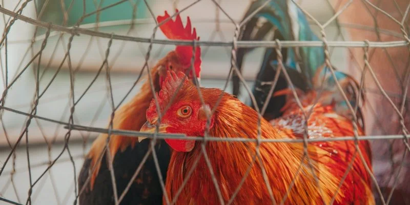 The Best and Worst Colors for a Chicken Coop