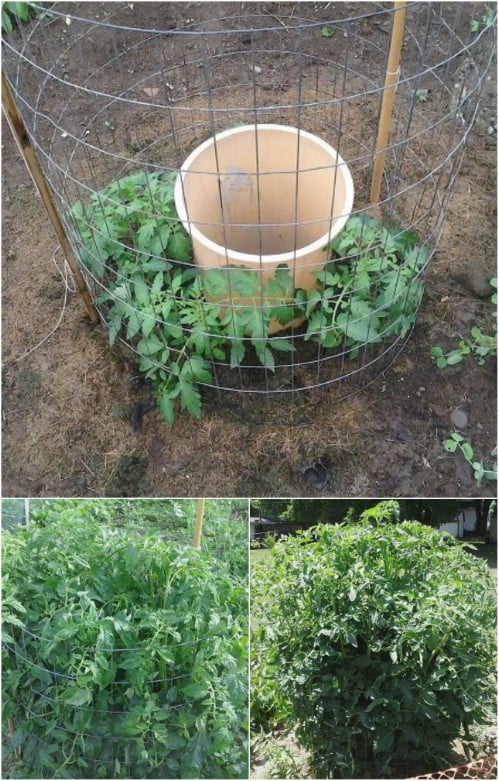 Tips For Growing Tomatoes