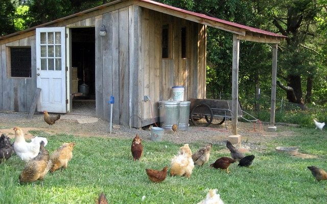 Tips for Winterizing Your Chicken Coop