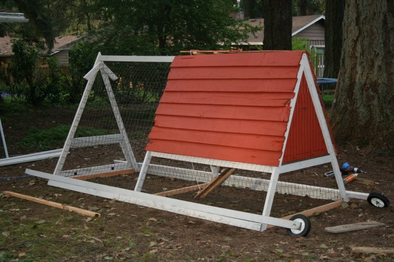 How Often Should You Move a Chicken Coop? Organize With Sandy
