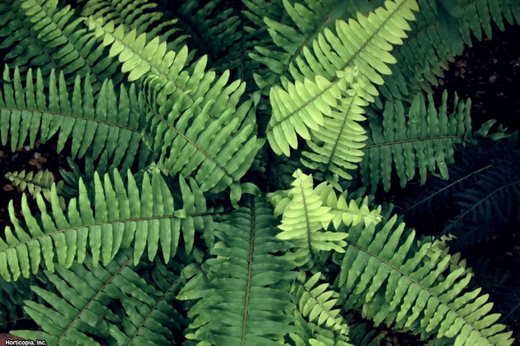 Boston Fern