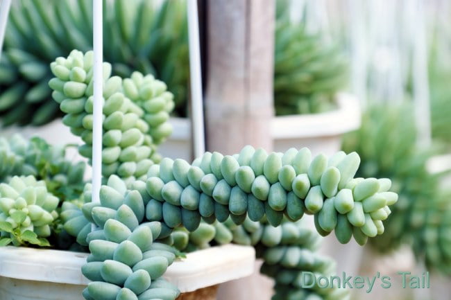 Burro’s Tail