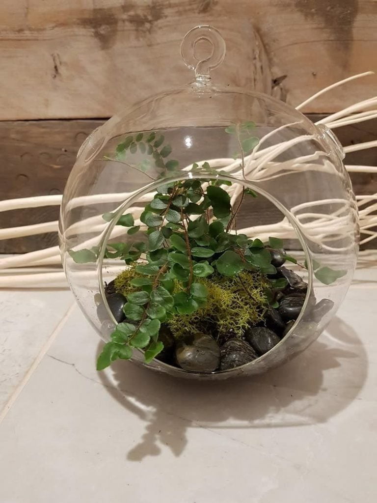 Button ferns for small terrariums _Pinterest