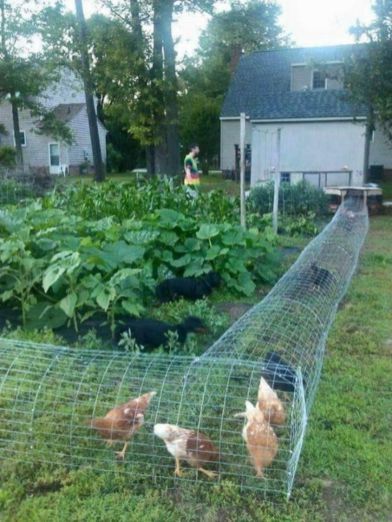 Chicken Garden Plan