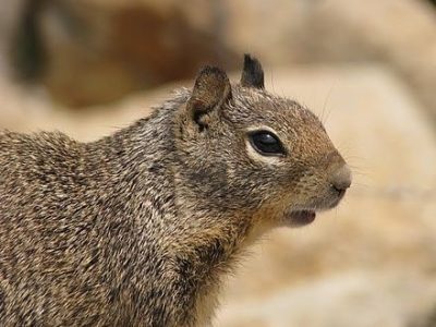 Consumption of Squirrel During Summer - Safe or Unsafe