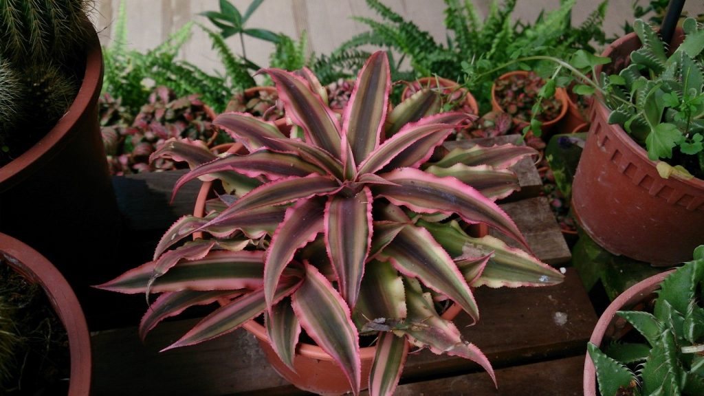 Cryptanthus (Earth Stars)