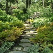 Expensive Plants for Your Woodland Garden