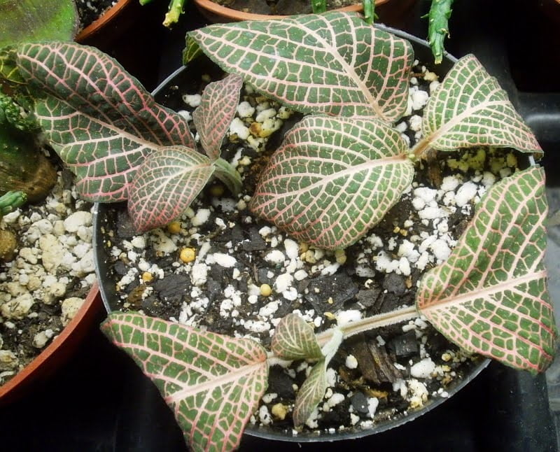 Fittonia (Nerve Plant)