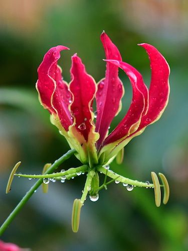 Gloriosa Lily